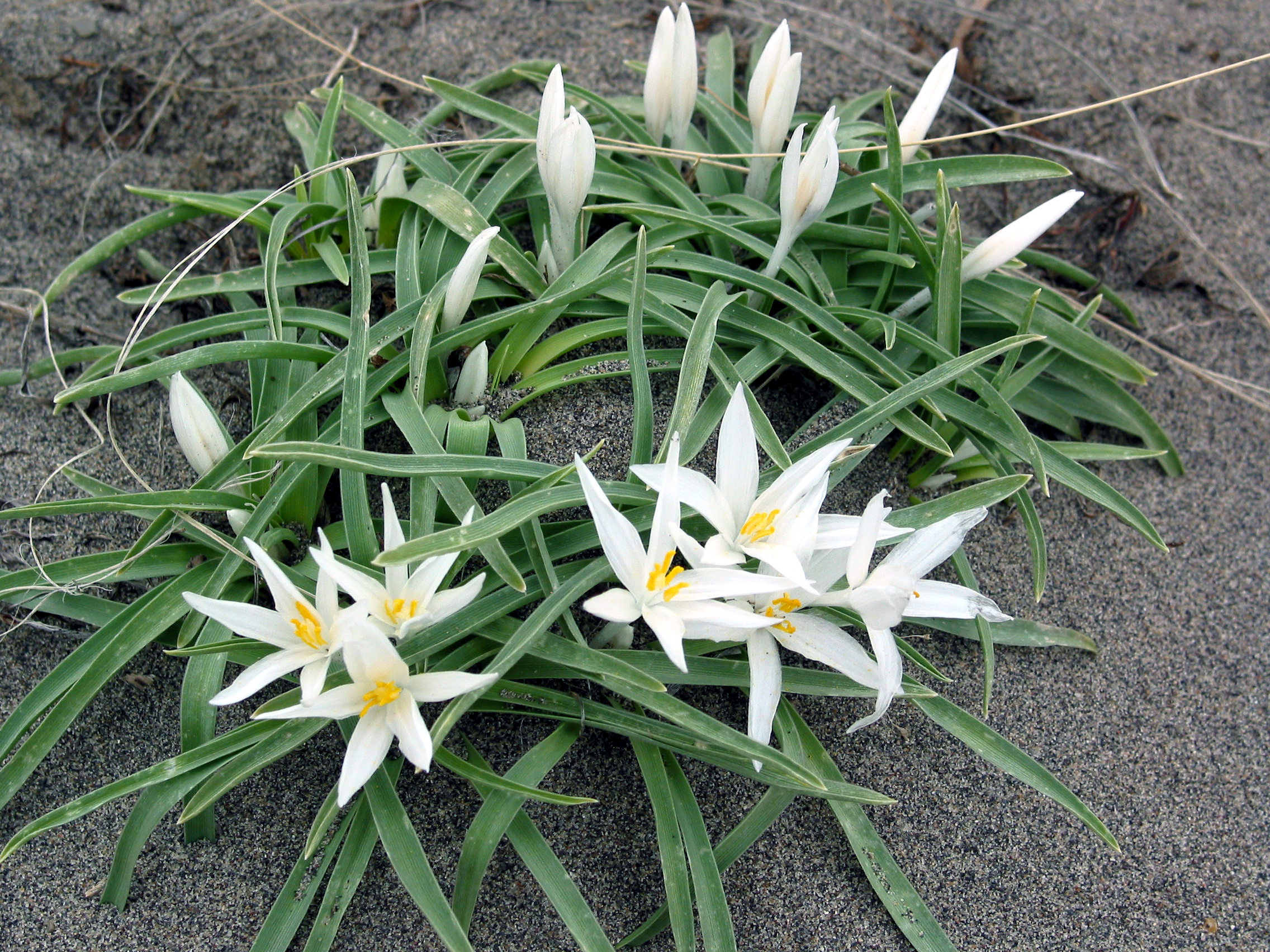 sand lily, star lily, mountain lily (Leucocrinum montanum)